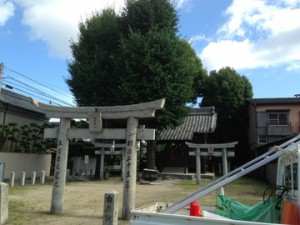 福岡　神社の庭木の剪定